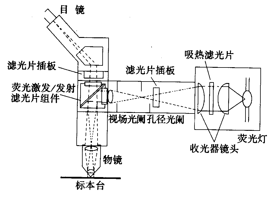 熒光顯微鏡原理圖，激發(fā)濾板和壓制濾色系統(tǒng)